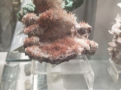 -中国地质博物馆