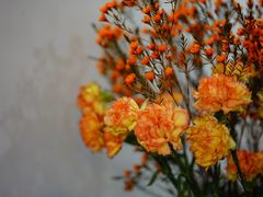 -双季花艺园艺市场(浦东店)