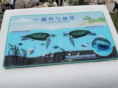 -广东惠东海龟国家级自然保护区