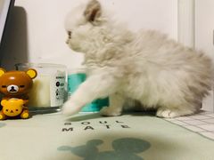 -瑞派天使宠物医院·神经外科·骨科·核磁(洛川中路店)