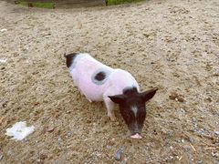 -前小桔亲子创意农场·草莓采摘·露营烧烤