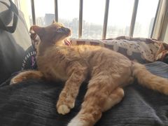 -天使宠物医院·犬猫分诊(彩虹店)