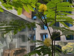 -自由生长植物工作室(深港花卉中心店)