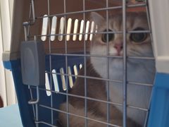 -纳吉亚猫专科动物诊疗中心(蒋宅口分院)