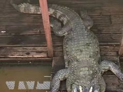 -洞里萨湖