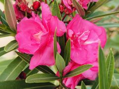 -羊亭河湿地公园