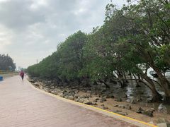 -宝安西湾红树林湿地公园