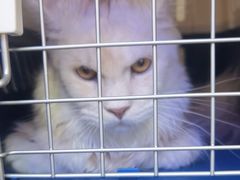 -小猫来了·猫舍(红山六九七九店)