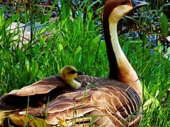 -北京麋鹿生态实验中心