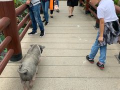-长兴太湖图影湿地文化园