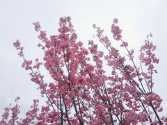 -天适樱花悠乐园