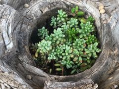 -北马山庄植趣咖啡