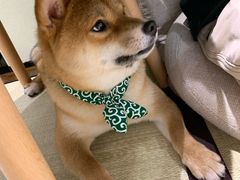 -逗柴咖啡屋·狗咖猫咖宠物桌游