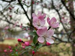 -顾村公园