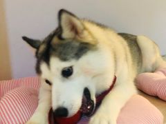 -Husky Go! 哈士奇体验馆·宠物咖啡厅狗咖