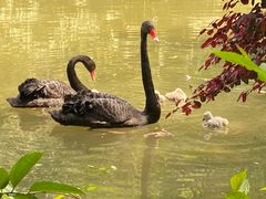 -火舞泰·泰式海鲜火锅餐厅(世纪城店)