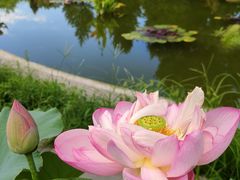 -莲花池公园