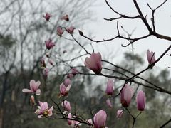 -桃花岭景区