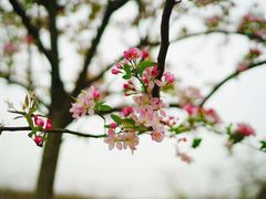 -秀丽东方