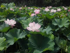 -荆川公园