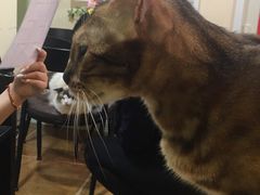 -李小姐の猫咖啡馆(五角场店)