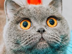 -伟伟宠物医院·CT影像中心·瑞派犬猫综合性门诊(汉口总院)