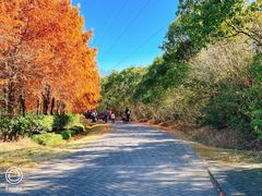 -上海海湾国家森林公园