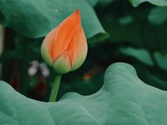 -陈家山荷花公园