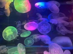 -太平洋海底世界