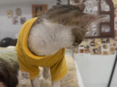 -喵园·猫主题咖啡厅·撸猫·猫咖(国贸店)