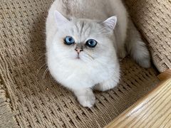 -喵屿·大理花园猫咖