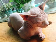 -猫小院猫主题咖啡厅(北锣店)