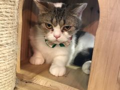 -共舞时光猫咖·狗咖(新街口店)