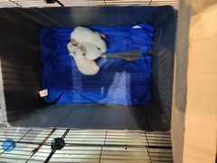 -蟹肉煲蟹肉(阊胥路店)