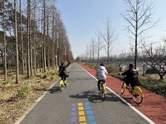 -上海长兴岛郊野公园