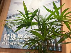 -太二酸菜鱼(石家庄万象城店)