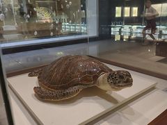 -青岛贝壳博物馆