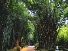-望江楼公园