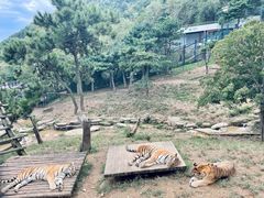 -大连森林动物园