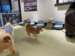 -逗柴咖啡屋·狗咖猫咖宠物桌游
