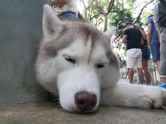 -TrueLove @ Neverland (Husky Cafe)