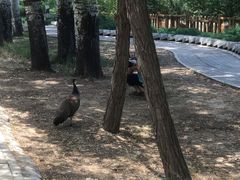 -北京麋鹿生态实验中心
