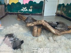 -大连森林动物园