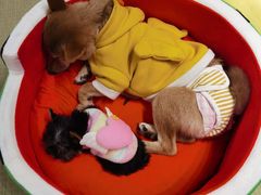 -逗柴咖啡屋·狗咖猫咖宠物桌游