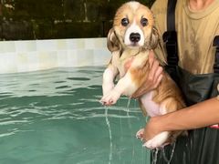 -趣多多宠物公园·宠物训犬学校·宠物寄养