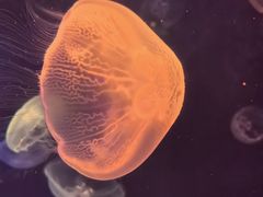 -南昌融创海世界