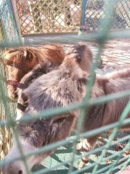 -萌宠亲子动物乐园(槐房万达店)