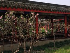 -南汇桃花村