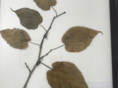 -中医院-的食堂