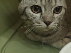 -瑞鹏宠物医院·夜间急症·心超·猫科(祖庙分店)